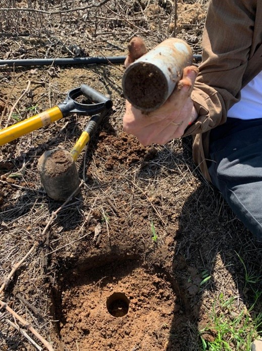 Muestreo de suelo para evaluación de carbono orgánico en viñedos