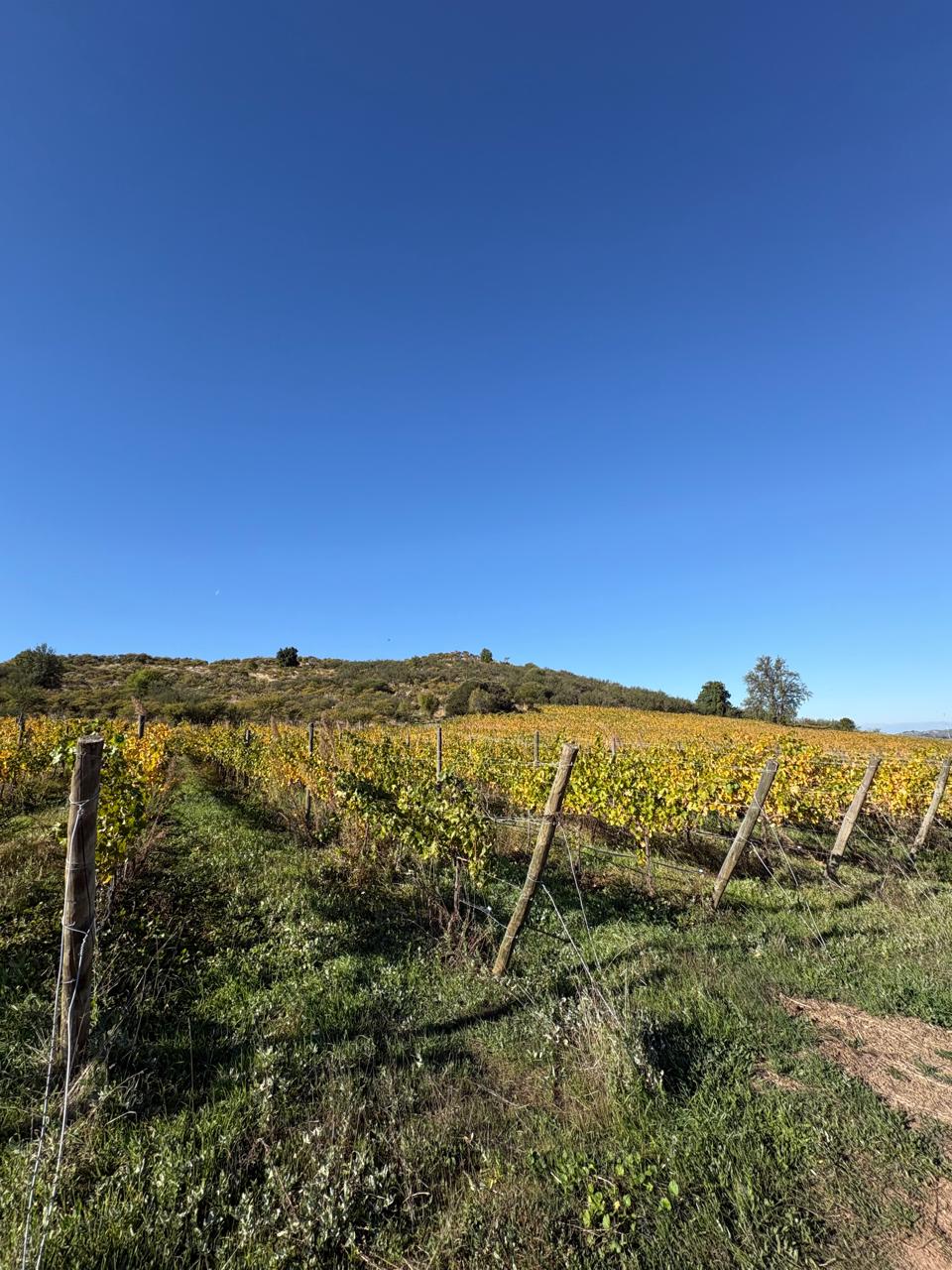 Viñedo del Maule con foco en manejo sustentable de suelo