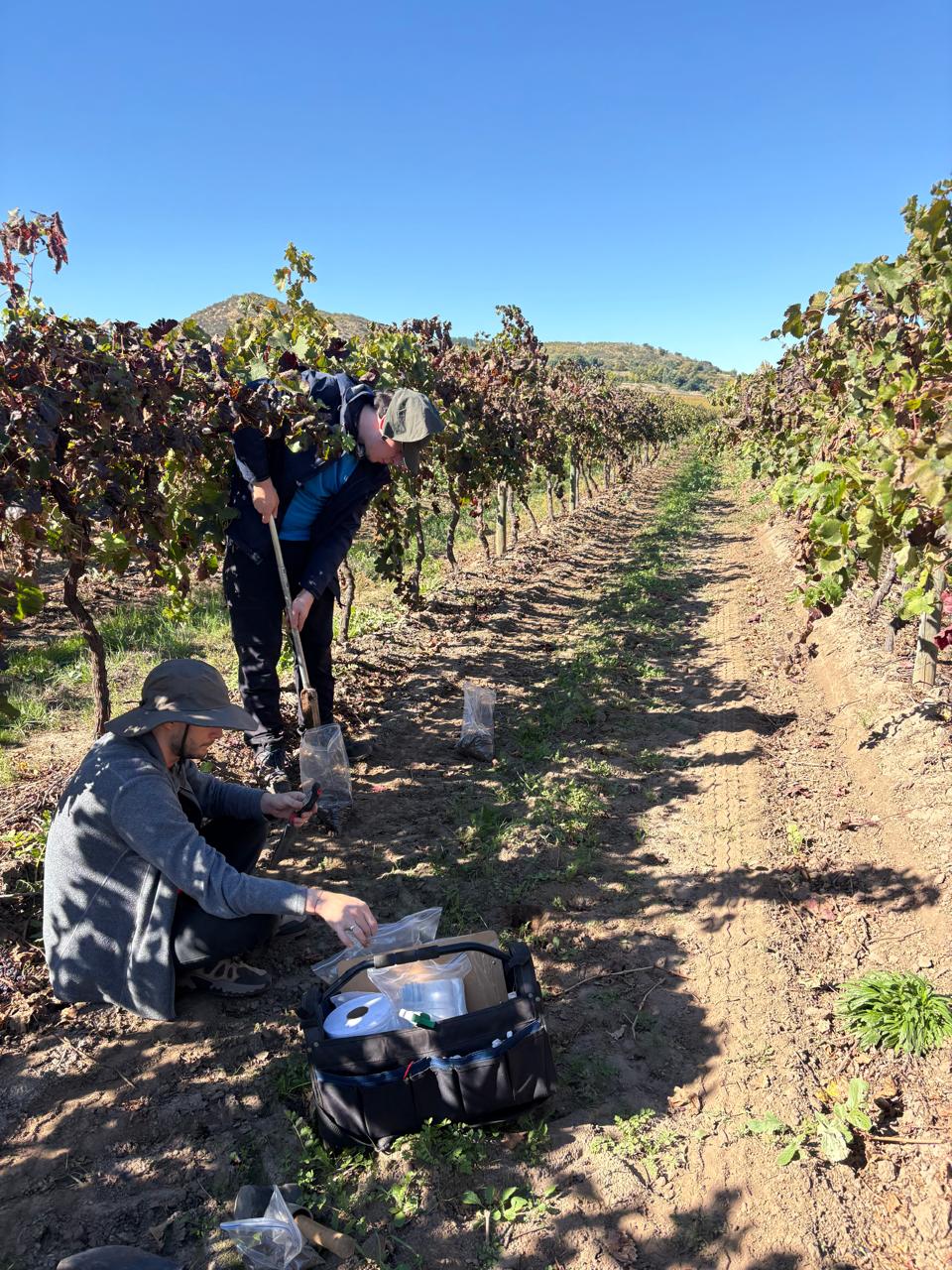 Trabajo de terreno en viñedo para diagnóstico de prácticas vitivinícolas